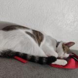 Foto de un gato reunido en Pornichet