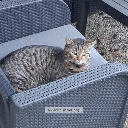 Foto 1/1 Gato encontrado Encontrado en Nantes