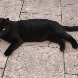 Foto del gato perdido en Abbeville Saint Lucien