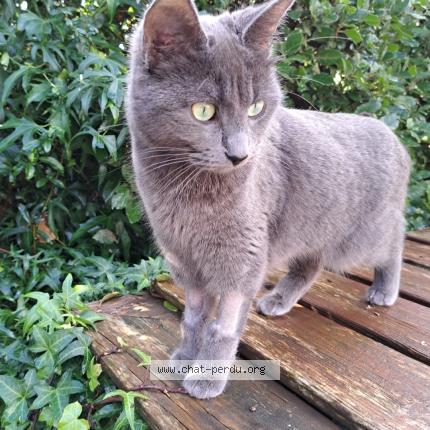 Foto 1/1 Pixelle Chat perdido en Plaissan