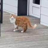 Foto del gato perdido en Nantes