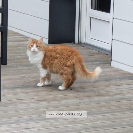 Foto 1/1 Smoothie Chat perdido en Nantes