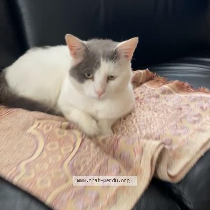 Foto 1/1 Kokos Chat perdido en Reims