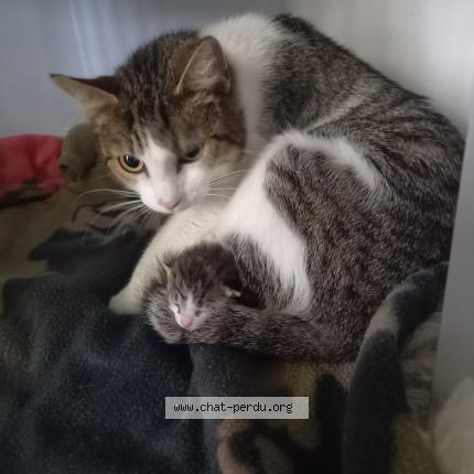 Foto 1/1 Gato encontrado Encontrado en Montauban