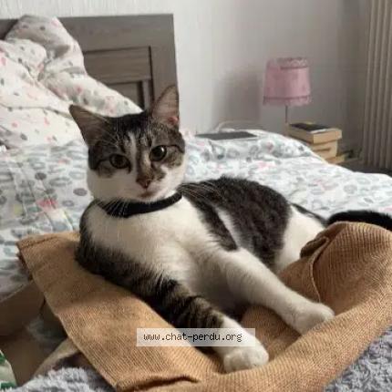 Foto 1/1 Rio Chat perdido en Pau