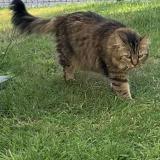 Foto del gato perdido en Dol De Bretagne