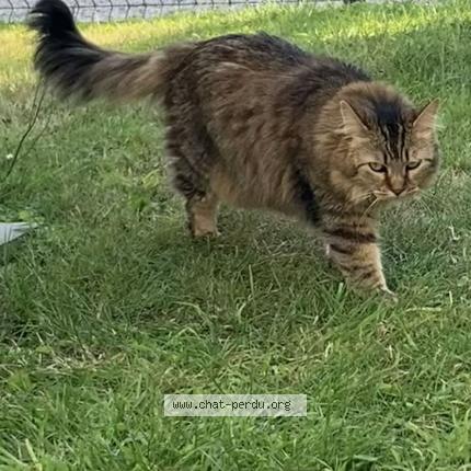 Foto 1/1 Papu Chat perdido en Dol de bretagne