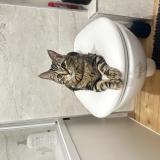 Foto del gato perdido en Tourcoing