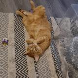 Foto del gato perdido en Besancon