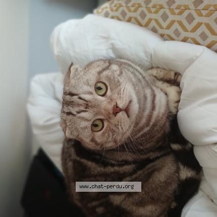 Foto 1/1 Rumble Chat perdido en Ponchon