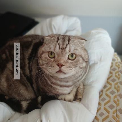 Foto 1/1 Rumble Chat perdido en Ponchon