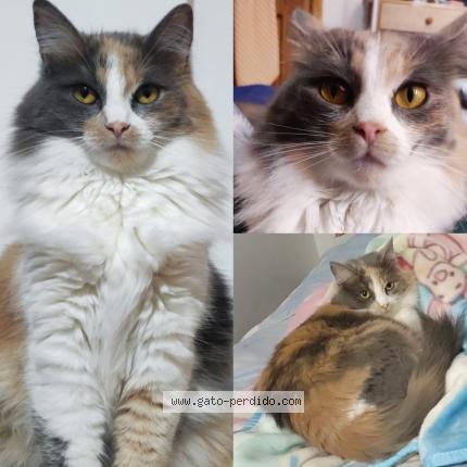 Foto 1/1 KITTU Chat perdido en Quito