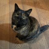 Foto del gato perdido en Passy