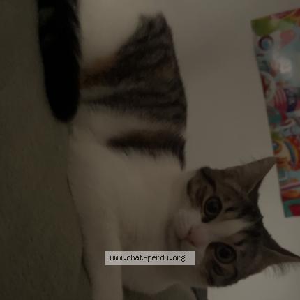 Foto 1/1 Athena Chat perdido en Restigne