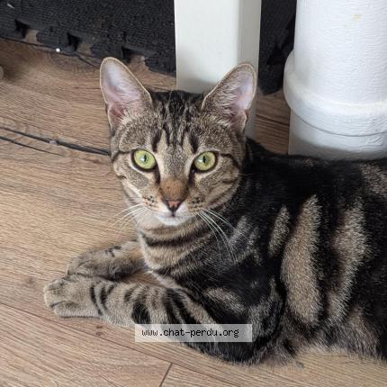 Foto 1/1 Azul Chat perdido en Laval