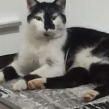 Foto del gato perdido en Steinfeld