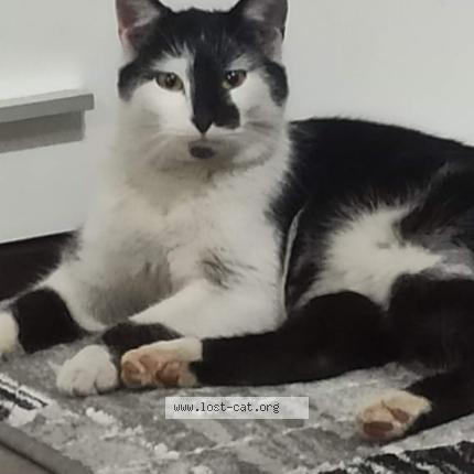 Foto 1/1 Pipun Chat perdido en Steinfeld