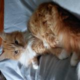 Foto del gato perdido en France