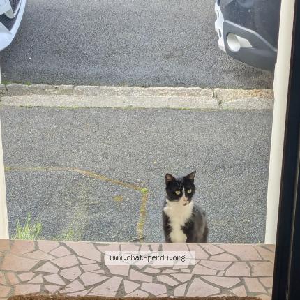 Foto 1/1 Gato encontrado Encontrado en Tours 37