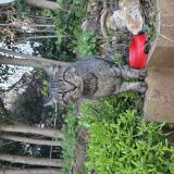 Foto de gato encontrado en Antibes