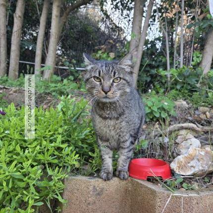 Foto 1/1 Gato encontrado Encontrado en Antibes