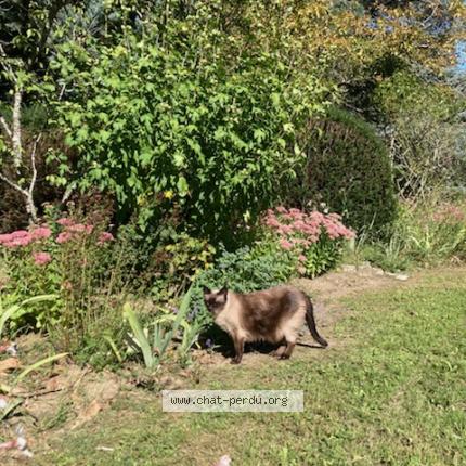 Foto 1/2 MICHA Chat perdido en Louveciennes