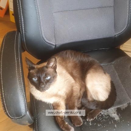 Foto 2/2 MICHA Chat perdido en Louveciennes