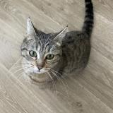 Foto de gato encontrado en Annecy