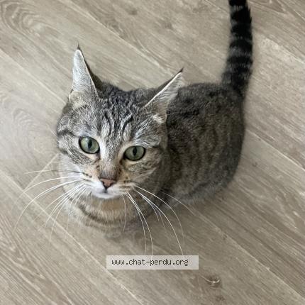 Foto 1/1 Gato encontrado Encontrado en Annecy