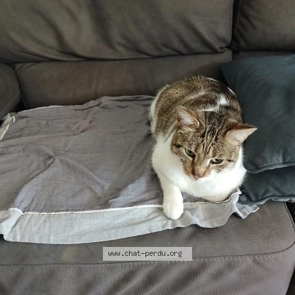 Foto 1/5 Gato encontrado Encontrado en Marseille