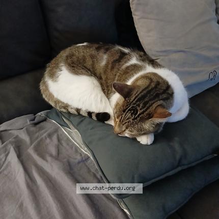 Foto 2/5 Gato encontrado Encontrado en Marseille