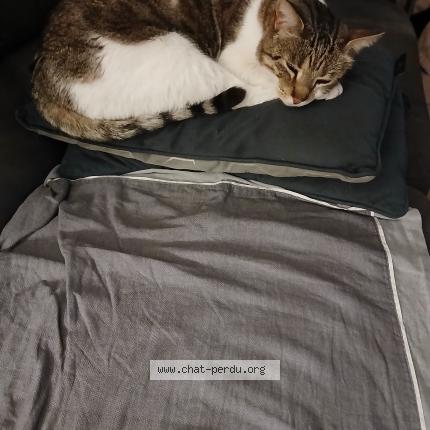 Foto 3/5 Gato encontrado Encontrado en Marseille