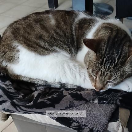 Foto 4/5 Gato encontrado Encontrado en Marseille