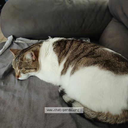 Foto 5/5 Gato encontrado Encontrado en Marseille