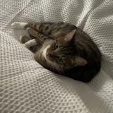 Foto del gato perdido en Chelles