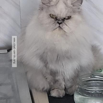 Foto 1/3 Christine Gobin Chat perdido en Anglet