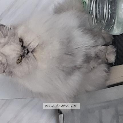 Foto 2/3 Christine Gobin Chat perdido en Anglet