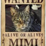 Foto del gato perdido en Poitiers