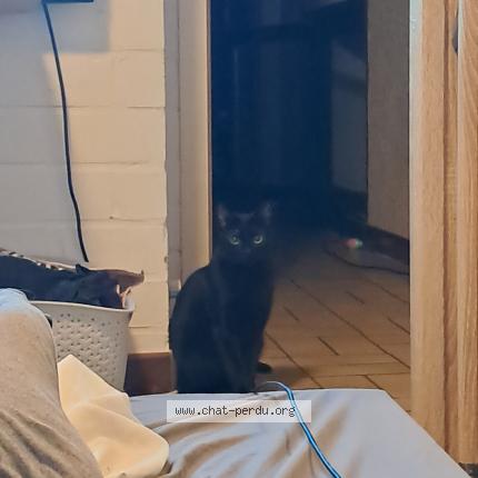 Foto 1/1 Speedy Chat perdido en Nivelles