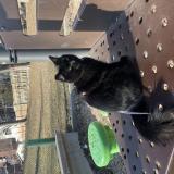 Foto del gato perdido en Montreal