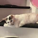 Foto del gato perdido en Ladapeyre