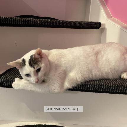 Foto 1/1 Hermès Chat perdido en Ladapeyre