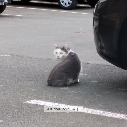 Foto 1/1 Gato encontrado Encontrado en Rennes