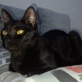 Foto de gato encontrado en Montevideo