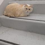 Foto de gato encontrado en Longpont Sur Orge