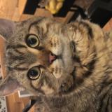 Foto del gato perdido en Sessenheim