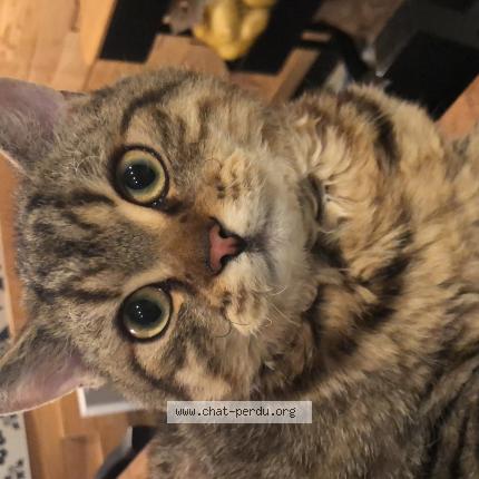 Foto 1/1 Chef Chat perdido en Sessenheim