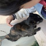 Foto de gato encontrado en Paris