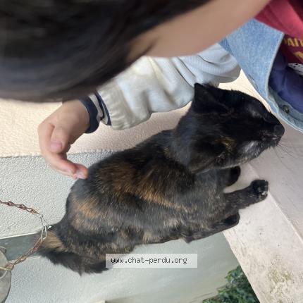 Foto 1/1 Gato encontrado Encontrado en Paris