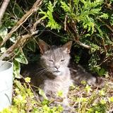 Foto del gato perdido en Roscoff
